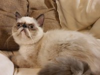 Safkan Exotic Shorthair Blue Point Dişi Kedimiz