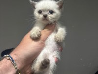 Bebek British Shorthair Kediler