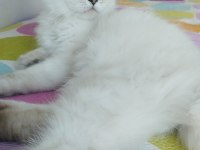 Silver Point British Longhair Bebek Yeni Yuvasını Arıyor
