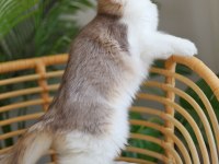 Çok cana yakın bir erkek british longhair