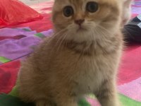Safkan british shorthair