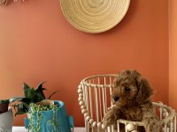 Cookie ve Tarçının poodle bebekleri
