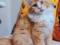 Maine coon 3 aylık erkek yavrular
