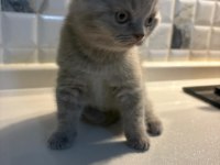 British shorthair yavrularımız yeni ailelerini arıyor