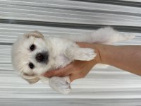 Morkie yavruları