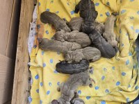 Cane Corso Yavru