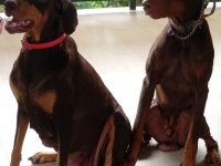 Can dostunuz cane doberman kapıda ödeme mevcuttur