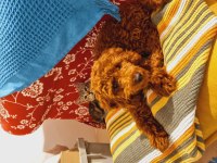 Minyatür poodle