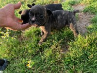 18 Nisan doğumlu french bulldog