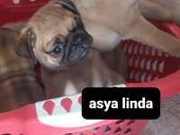 Pug Mops Bebekler