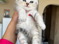 Evinizin yeni üyesi olacak bıcırık kediler