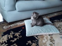 3 AYLIK BRİTİSH SHORTHAİR