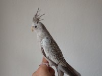 Dişi sultan papağanı