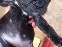 French bulldog kara kuzularım yeni yuvalarına uçmaya hazır