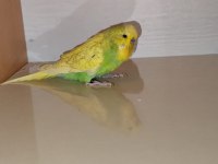 Satılık jumbo muhabbet kuşumuz