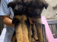 Orjinal alman çoban köpeği yavrusu