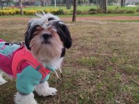 Shih tzu kızımız lila ailesini arıyor