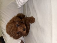 Bebek Poodle Köpeğimiz