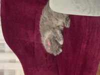 British longhair kedim mayayı sahiplendiriyorum