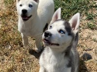 Dünyalar Güzeli Husky Yavrularımız