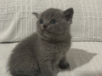 Evden Eşsiz Show Kalite British Shorthair Yavrular