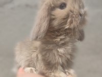 HOLLANDA LOP TAVŞANI