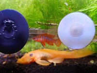 Scarlet Badis (dario dario)