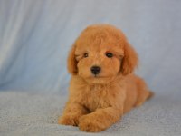 BÖYLE MALTİPOO GÖRMEDİNİZ