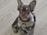 Rojo Tan Dişi French Bulldog