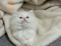 WHİTE ERKEK BRİTİSH LONGHAİR BEBEĞİM