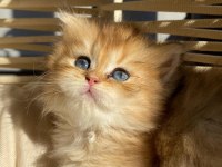 British longhair Ny11-Ny25