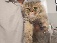 YENİ YUVASINI ARAYAN İRAN KEDİSİ
