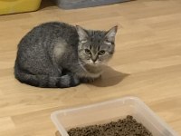 Bir yaşında british shorthair