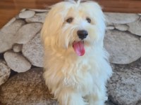 ÇOK TATLI MALTİPOO
