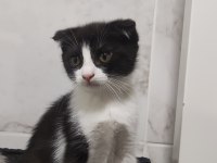 Bu tatlı scottish fold yavruları sahiplendirmek istiyoruz