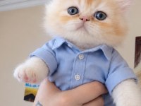 Erkek İran Persian