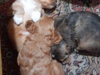 Nadir bulunan 4 renk merle poodle