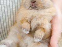 Fluffy Dwarfs Özel Pofuduk Cüce Tavşanlarımız