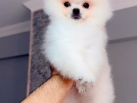 Pomeranian boo Teddy Yüz