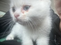 British kedi shorthair
