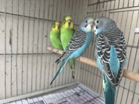 Yeni Yeme Düşen Muhabbet Kuşu Yavruları