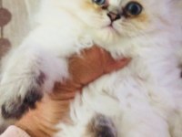 Golden point british longhair süper kalite yavrular