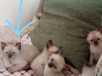 Safkan Erkek Siyam Kedisi Yavrusu