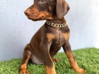 2 Aylik Sadik Soldier Doberman Yavrularim