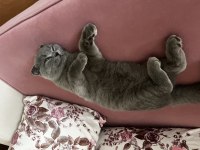 4 aylık sevimli erkek scottish fold kardeşler