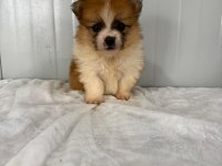 Erkek Pomeranian Gerçek Kalite İsteyene