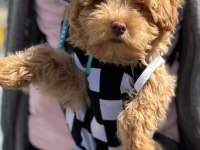 3 Aylık Maltipoo Yavru