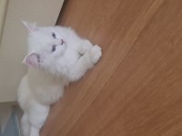 3--4 aylık chinchilla beyaz yavrular