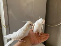 Albino Sultan Papağanı