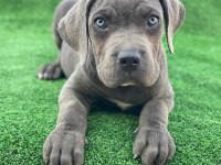 Cane corso dişi köpeğimiz